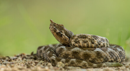 Horned viper (Vipera ammodytes) lying on sandy pathway. Isolated on green background
