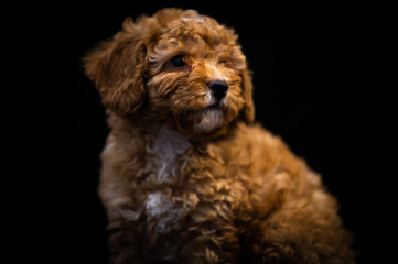 Cachorro de perro con pedigrí. Mascota de compañía
