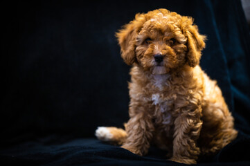 Cachorro de perro con pedigrí. Mascota de compañía