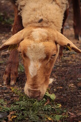 mouton qui mange de l'herbe