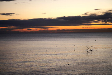 Obraz na płótnie Canvas Group of seagulls flying above the sea at sunrise