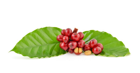 Red coffee beans isolated on white background