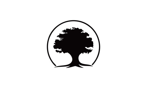 oak tree logo design inspirations vector stock