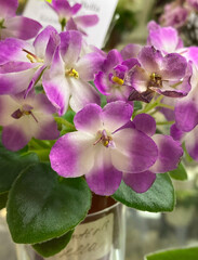 Fototapeta na wymiar Violet flowers with green leaves