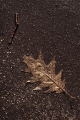 The last autumn leaves bathed in rain