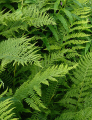Closeup of delicate spring fern fronds in the wild