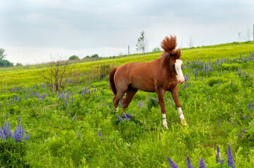 Naklejka na ściany i meble Horse on a mountain meadow in lupine flowers. Image of wildlife