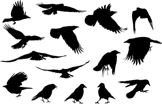 group of fifteen crow black silhouettes on white