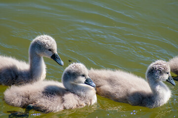 pair of swans with little swans