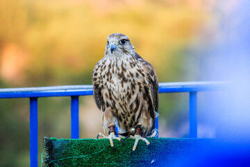 The gyrfalcon (Falco rusticolus), the largest of the falcon species, is a bird of prey.