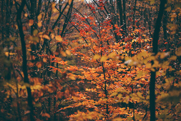 Naklejka na ściany i meble autumn foggy landscape in the middle of a wild deciduous forest. amazing multicolored leaves in the wild