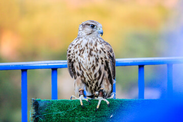 The gyrfalcon (Falco rusticolus), the largest of the falcon species, is a bird of prey.