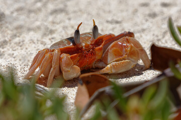 Painted ghost crab or Cart driver crab (Ocypode gaudichaudii) in Galapagos Islands, Ecuador