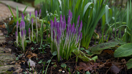 Obraz premium Spring scene showing purple crocus flowers in bud with foliage