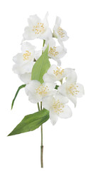 Naklejka na ściany i meble fine isolated jasmin branch with pure blooms