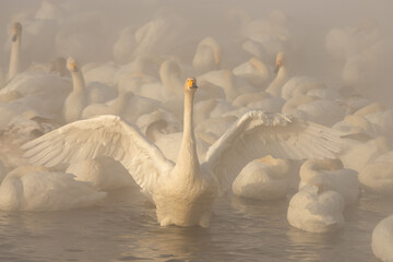 Swan of Altai