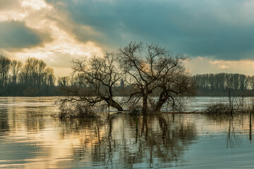 Flood on the Rhine, Germany.