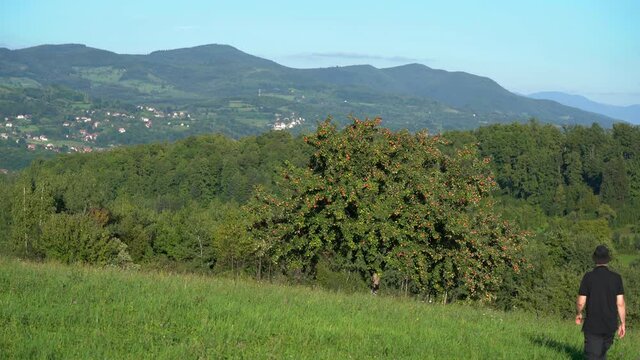 Man goes to a lone tree with red ripe apple fruits - (4K)