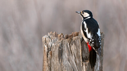 Great Spotted Woodpecker Dendrocopos major sits on a tree stump