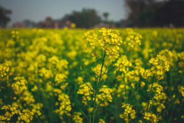 field of rapeseed