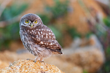 Cute Little Owl (Athene noctua) perched on rocks in sunlight