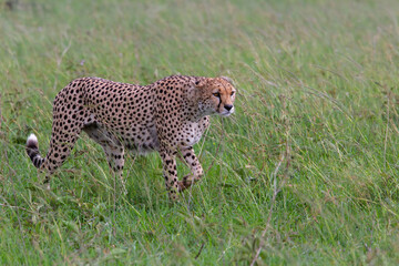 Cheetah male walking on the green plains after some rains in the Masai Mara Game Reserve in Kenya