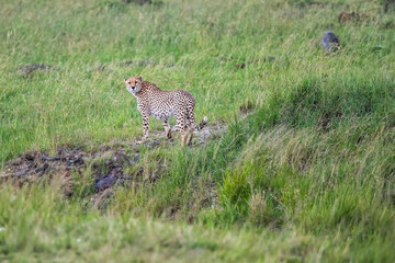Cheetah male walking on the green plains after some rains in the Masai Mara Game Reserve in Kenya