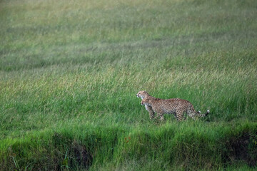 Cheetah brotherhood looking for prey and danger on the green plains after some rains in the Masai Mara Game Reserve in Kenya