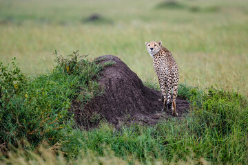 Cheetah male walking on the green plains after some rains in the Masai Mara Game Reserve in Kenya