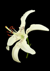 White flower of lily, isolated on black background