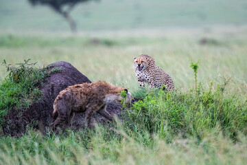 Cheetah male growling to a spotted hyena on the green plains after some rains in the Masai Mara...