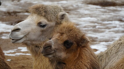 camel in the zoo