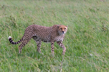 Cheetah male walking on the green plains after some rains in the Masai Mara Game Reserve in Kenya