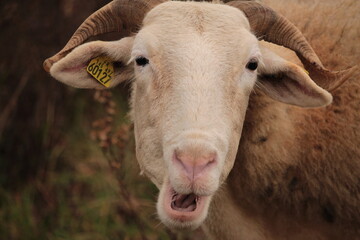 MOUTON QU F AIT UNE GRIMACE