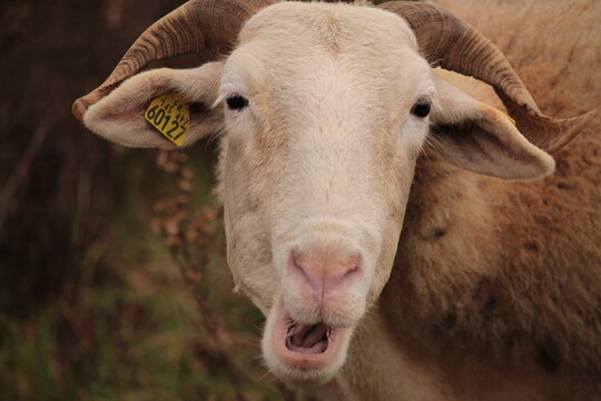 MOUTON QU F AIT UNE GRIMACE