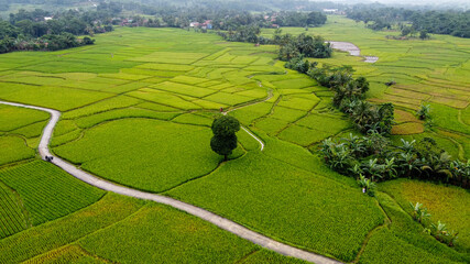 Aerial view of Rice fields on terraced of Cariu, Bogor, Indonesia. Indonesia landscapes. 