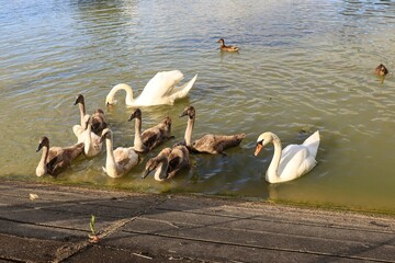 swans waiting for feeding