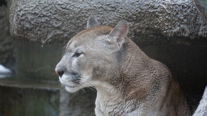 puma