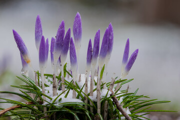 Purple Crocus flowers covered growing in a bed of snow and grass with a bokeh background. Crocus is a genus of flowering plant in the iris family comprising 90 species of perennials growing from corms