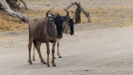 antelope in the wild