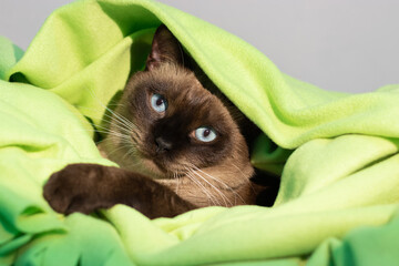 Gato siamés con manta verde