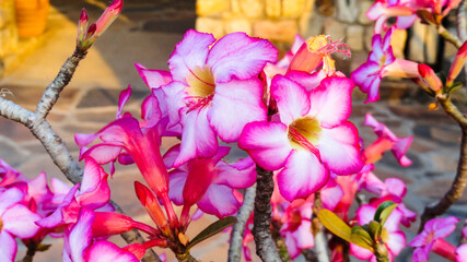 pink and yellow flowers