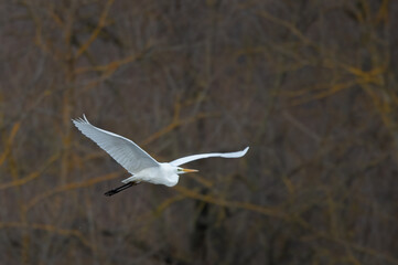 Great Egret flying (Ardea alba) in flight