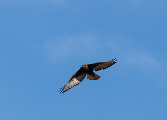 Golden Eagle in Flight