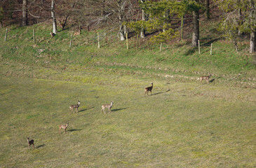 nine roe deer in front of woodland copse