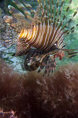 Lionfish fish in bottom algae, one