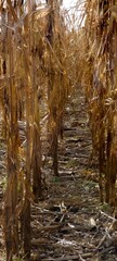 looking along an alley between rows of wintered corn crop 