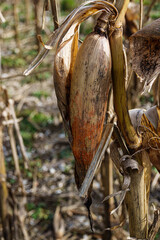 an ear of corn on the stalk in fall winter