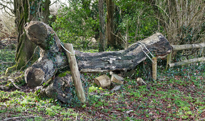 felled tree trunk used as an eventing horse jump
