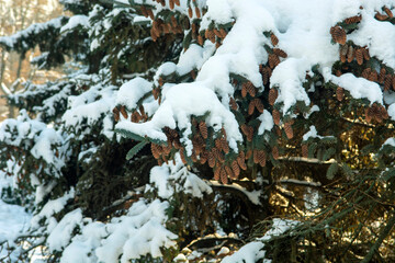 Pine cones and spruce branch covered with snow 